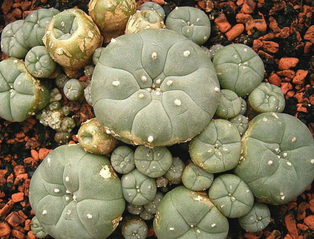 Mescaline Cacti for Sale