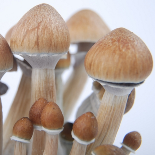 Albino Cambodia Mushrooms